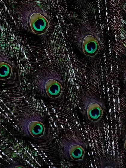 A close-up of an Indian Peafowl's train. I focused on the repeating pattern of the eyespots, creating a mesmerizing, almost hypnotic abstract image from what is already a spectacular display.