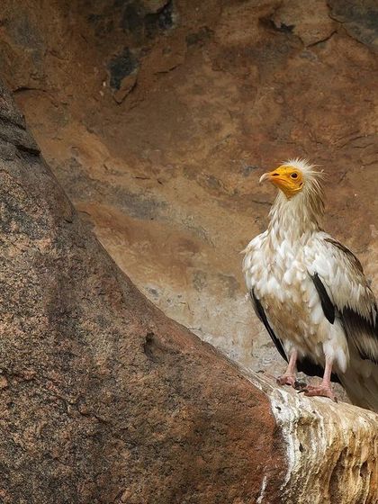 A full-body shot of the Egyptian Vulture, showing its shaggy mane and intelligent expression.