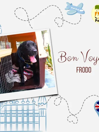 Bon Voyage to Frodo. This graphic celebrates the start of his journey from Delhi to London. We love sharing the progress of our furry travelers as they make their way home.