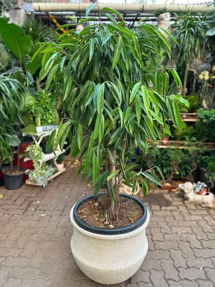 The Ficus Alii is a graceful and elegant tree, shown here in a beautiful terrazzo planter. This lightweight pot makes it easy to place such a large plant anywhere in your home or office.