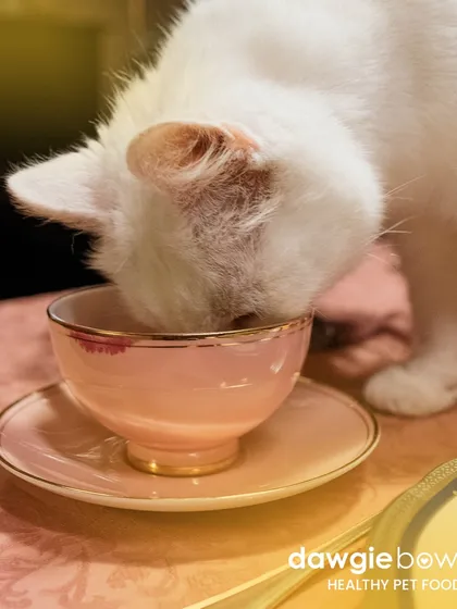 Even our cats deserve a fine dining experience. This elegant white cat eating from a teacup is a fun reminder that our healthy pet food is a treat for even the most sophisticated palates.
