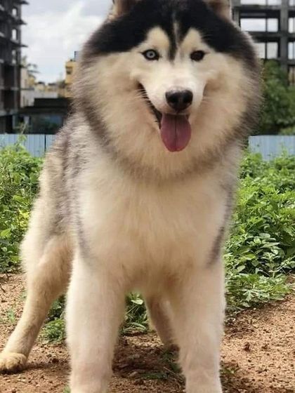 This handsome Husky is happy and alert in his kennel. The open design allows for plenty of airflow and lets the dogs see what's going on around them.