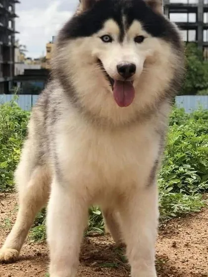 This handsome Husky is happy and alert in his kennel. The open design allows for plenty of airflow and lets the dogs see what's going on around them.