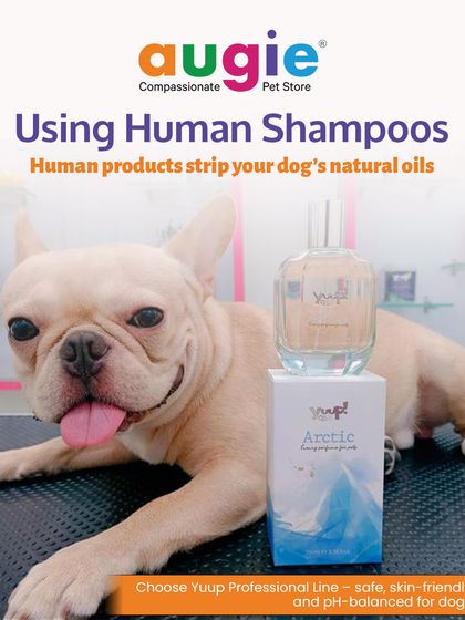 Augie Pets - Pet Grooming Services Seasonal & Health Care Guides photo 9