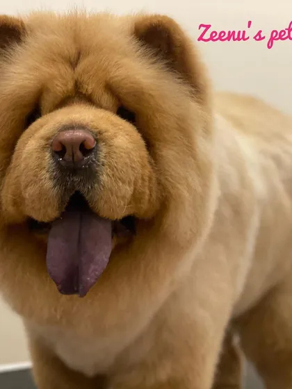 Meet Leo, a majestic Chow Chow, looking incredibly handsome after his grooming. Handling a thick double coat requires a special deshedding treatment and thorough brushing to ensure the coat is healthy, clean, and free of matts.