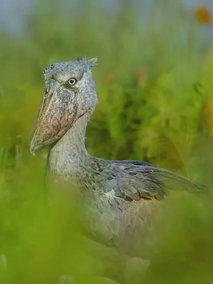 The Shoebill Stork, with its prehistoric look, is famous for standing motionless for hours while hunting. This intense stare, captured in Uganda, gives a glimpse into the patience of this unique predator.