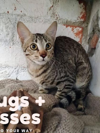 Meet Missy, a lovely tabby cat with stunning, wide eyes. She is an explorer at heart and would love a home where she can look out the windows and watch the world go by.