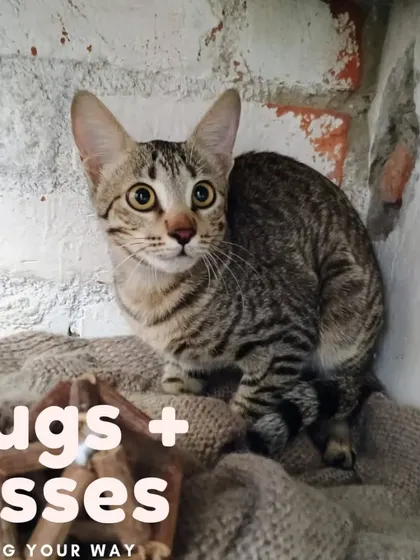 Meet Missy, a lovely tabby cat with stunning, wide eyes. She is an explorer at heart and would love a home where she can look out the windows and watch the world go by.