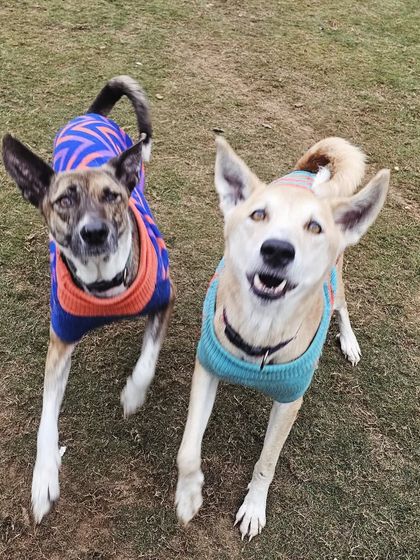 A beautiful photo of siblings Pari and Jumper, alert and ready for the next game.