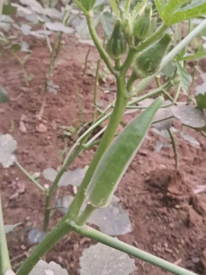 Bhardwaj - Urban Gardening Consultation Grow Your Own Organic Vegetables photo 20