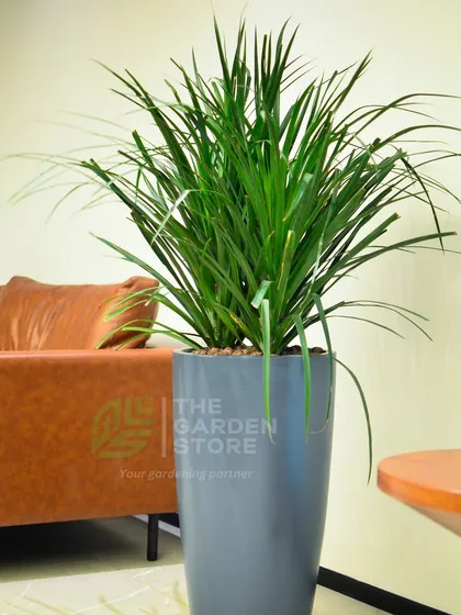 A tall Dracaena plant in a sleek, modern grey planter adds a touch of sophistication to this corporate lounge area. This type of indoor plant is excellent for adding vertical interest and purifying the air in common spaces.