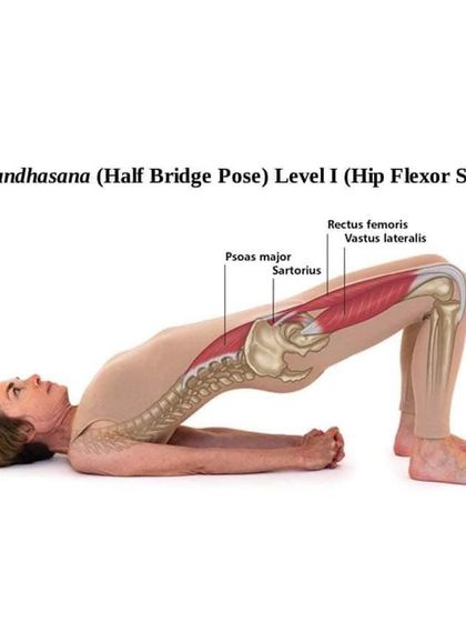 This anatomical illustration shows the muscles engaged during Setu Bandhasana (Half Bridge Pose). You can see how it targets the hip flexors and psoas major, which is key for releasing lower back tension and strengthening the pelvic region.