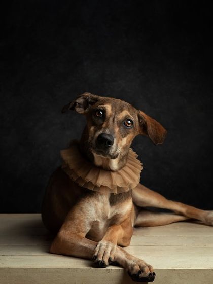 The Royal Lady. This dog, with her charming ruff collar and expressive eyes, looks like she belongs in a classical painting. A truly unique and artistic pet portrait.