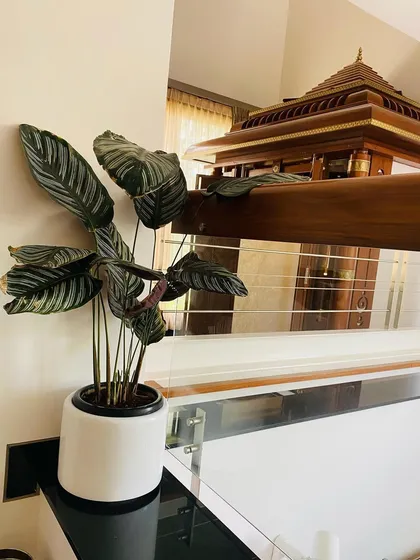 A Calathea plant with its striking patterned leaves adds a touch of decorative flair. Placed in a simple white pot on a black countertop, its foliage becomes the star of the show.