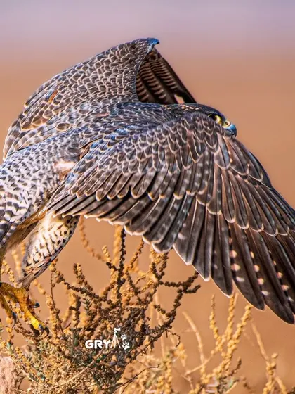 A Peregrine Falcon, one of the fastest animals on the planet, surveys its territory. This shot showcases the majestic posture and detailed feather patterns of this incredible bird of prey, a subject I frequently track on my expeditions.