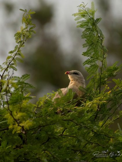 A Sirkeer Malkoha, or Sirkeer Cuckoo, peeking out from a lush green tree.