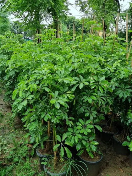 The Brassia, or Schefflera plant, is a hardy and popular indoor plant. I cultivate these in large numbers, ensuring a steady supply of mature plants for office and home decor projects.