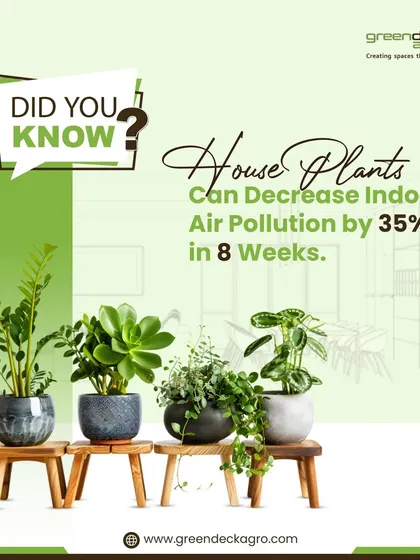 Did you know that houseplants can decrease indoor air pollution by up to 35% in just 8 weeks? Adding plants to your home is one of the easiest ways to breathe cleaner, fresher air.