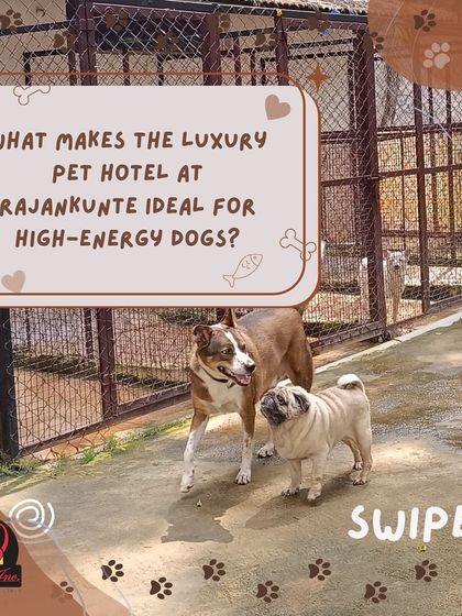 Anvis - Dog Boarding Spacious & Secure Play Areas photo 7