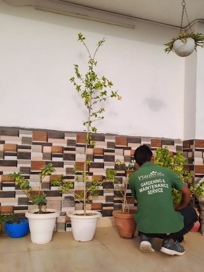 A member of our gardening and maintenance team at work on a terrace project. We offer ongoing maintenance services to ensure your green spaces continue to look their best long after the initial setup.