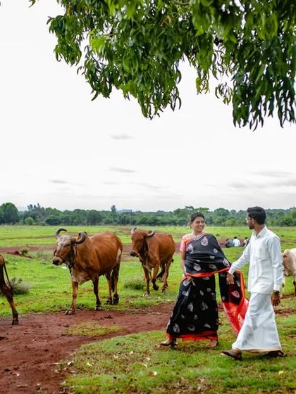 A wide-angle shot of a couple on a rustic pre-wedding shoot, walking with a herd of cows. This shows our ability to create unique and memorable concepts.