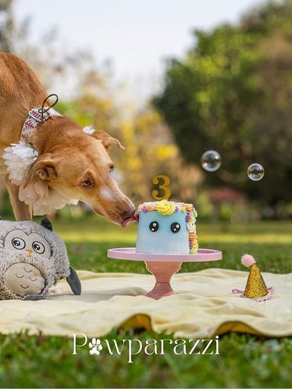 Pawparazzi By Prathima - Pet Milestone Photography Birthday Bashes & Cake Smashes photo 15