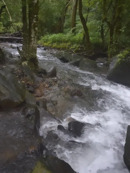 A rushing river in the forest, showing the wild and untamed nature you get to experience on my treks.