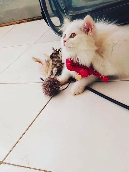 Evee taking a break from playing with her favorite feather toy. We provide a variety of toys to keep our cats engaged.