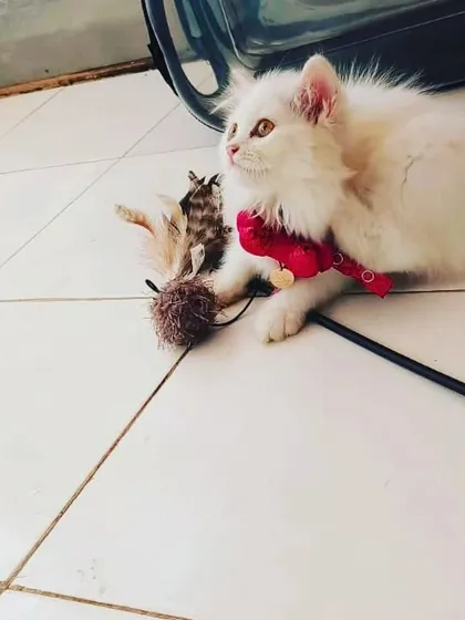 Evee taking a break from playing with her favorite feather toy. We provide a variety of toys to keep our cats engaged.