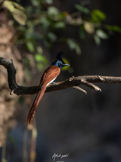A beautiful shot of the Paradise Flycatcher, nicknamed 'Chameli', against a dark background, highlighting its form and colour.