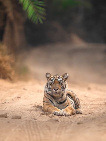 A beautiful portrait of Noorie resting on the track, framed by the iconic date palms of Ranthambore.