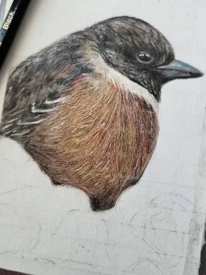 A close-up of the bird's feather texture in the early stages.