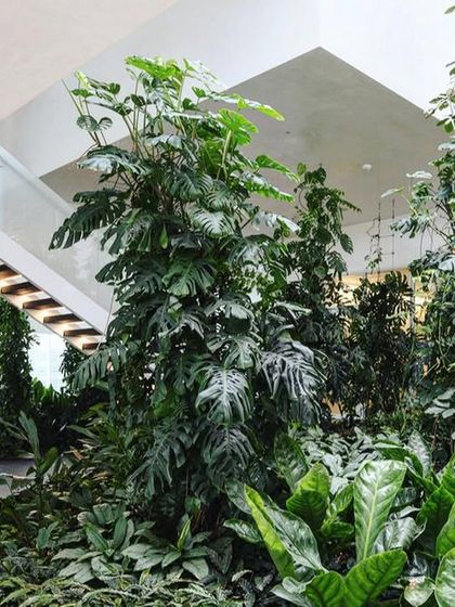 Another view of the indoor courtyard in Basel, showing how it connects different zones for research and deep thinking. The lush planting creates a natural division of space while maintaining visual connection.