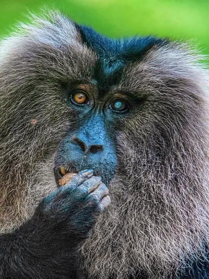 The "Original Gangster." This old Lion-tailed Macaque in Valparai has a cataract in one eye but still commands respect. Its face is a map of a long and challenging life.
