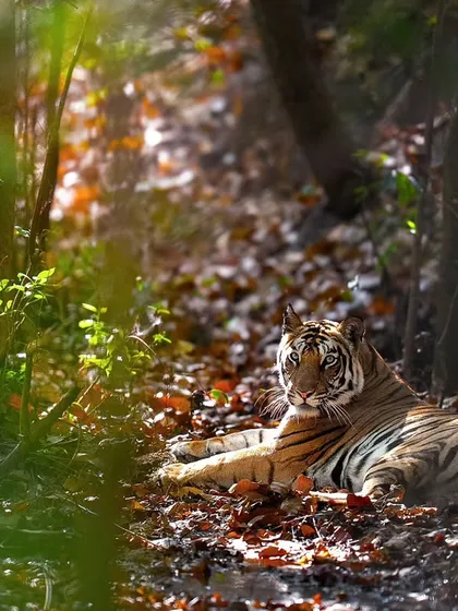 A tiger resting in a patch of sunlight filtering through the forest canopy, a perfect example of using natural light.