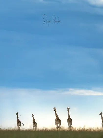 A tower of giraffes against the vast African sky creates a symphony of nature. This minimalist composition, with the silhouettes against the horizon, feels like a painting and shows the artistic beauty we can find in the wild.