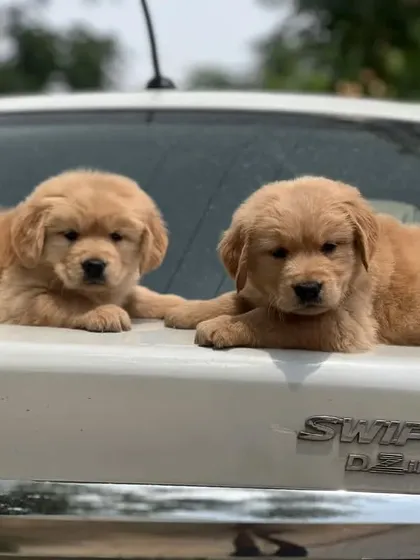 These two Golden Retriever puppies are the definition of a perfect family dog. They are known for their friendly and tolerant attitudes, and as you can see, they are already confident and ready for adventure.