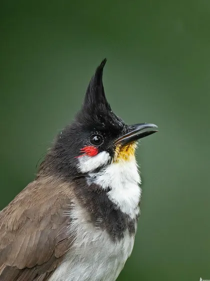 A portrait of a Red-whiskered Bulbul, its jaunty crest and red cheek patch giving it a punk-rock attitude.