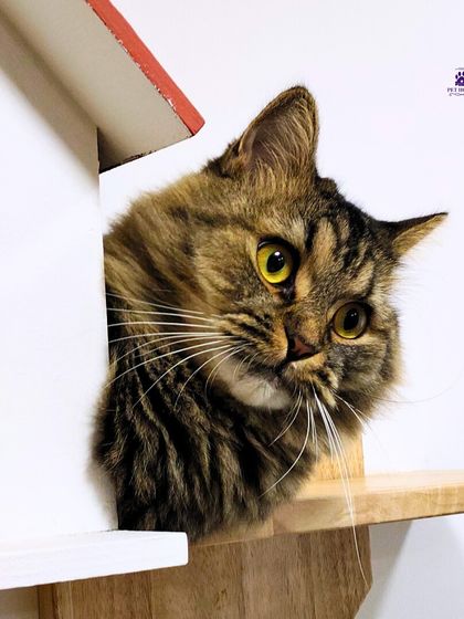 PawsnCollars - Pet Boarding & Hotel The Kitty Cottage: For Our Feline Guests photo 12