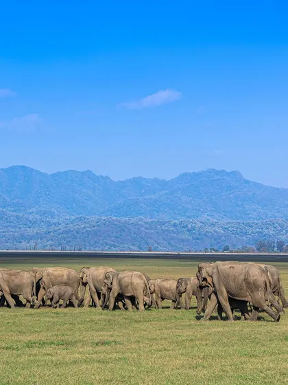 A massive herd of elephants against the backdrop of the mountains in Jim Corbett. This landscape shot tells a story of scale and the magnificent environment these animals inhabit.