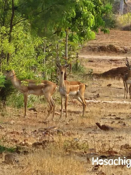 When you build with nature, you don’t just get neighbors; you get a thriving ecosystem. The presence of wildlife like these blackbucks is a testament to the balanced, healthy environment we cultivate at our farms.