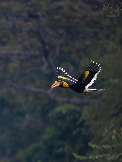 A hornbill glides gracefully through the air, its black and yellow wings spread wide.