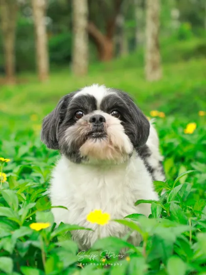 Sniff Stories - Pet & Family Photography The Soul of Your Pet photo 3