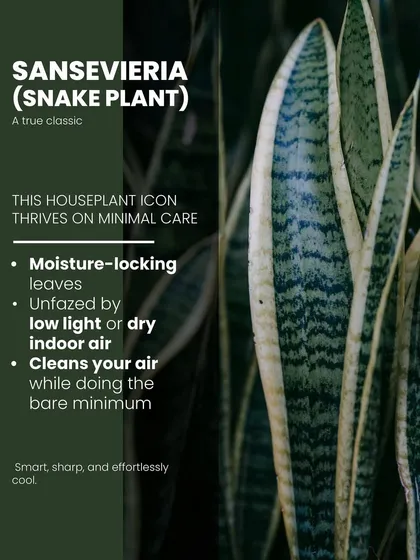 The Sansevieria, or Snake Plant, is a houseplant icon for a reason. Its moisture-locking leaves are unfazed by low light or dry air, and it cleans your air while requiring minimal care.