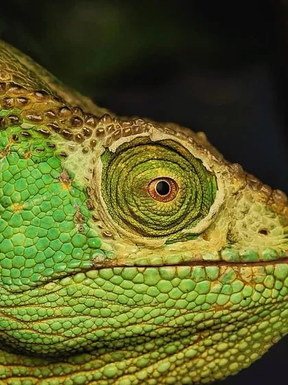 A portrait of the Malagasy giant chameleon, the world's largest chameleon species. Its textured skin and rotating eyes make it a fascinating subject to photograph.