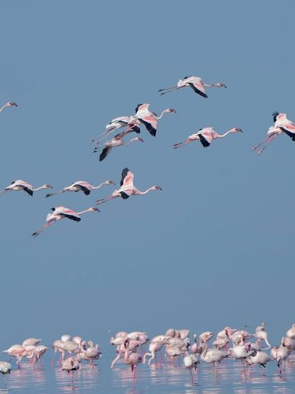 A crisp shot of flamingos in flight, showcasing their elegant form and pink plumage against the blue sky.