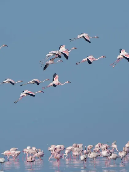 A crisp shot of flamingos in flight, showcasing their elegant form and pink plumage against the blue sky.