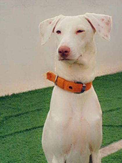 A majestic white Doberman or Dane mix, looking very regal.