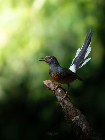 Wonders of the Western Ghats photo 8