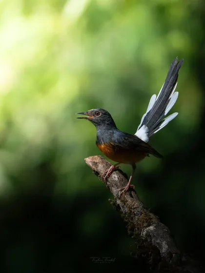 The male white-rumped shama unfurls its tail like a delicate flower. This shot captures the beauty and motion of its display, a true masterpiece of nature.